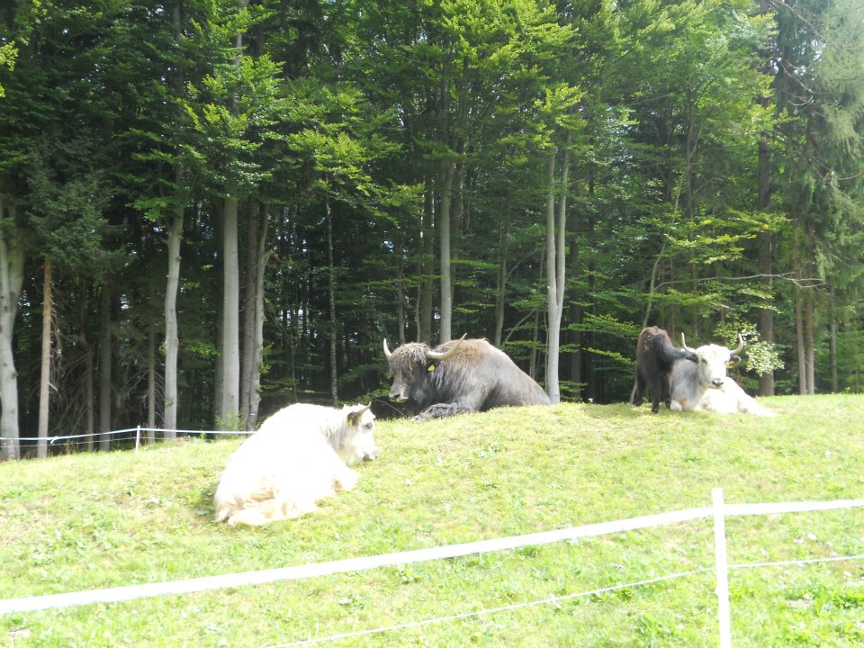 Sint-Martinus den XIIde - Internationaal Kamp Techuana 2012